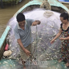 Lênh đênh “đời cá đối”